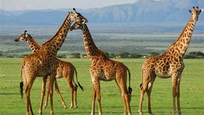 الزراف على وشك الانقراض في كينيا