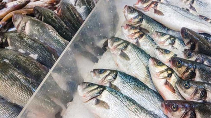 التموين تطرح الأسماك