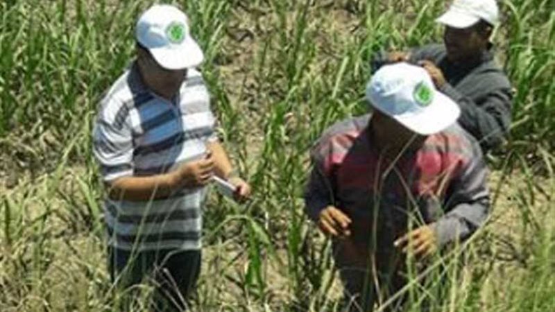 زراعة المنيا تبدأ