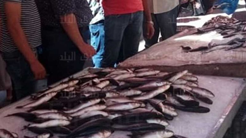 انتشار أسماك نافقة