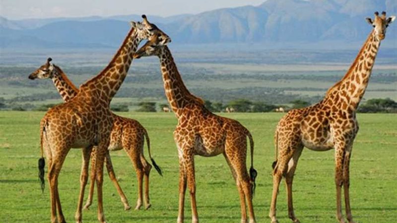 الزراف على وشك الانقراض
