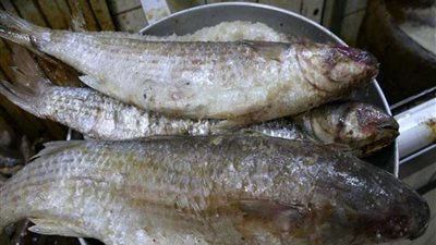 11 حالة تسمم بسبب تناول الفسيخ في الإسكندرية