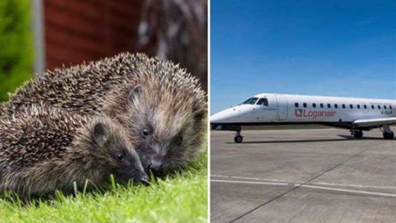 طيار يوقف طائرته