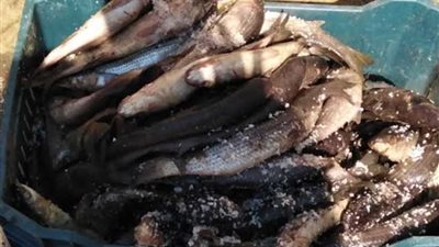 ضبط 20 طناً من الفسيخ 