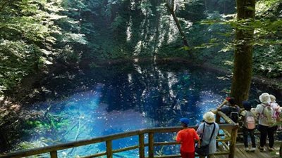 غابات الزان ..طبيعة يابانية بكر في أجمل صورها