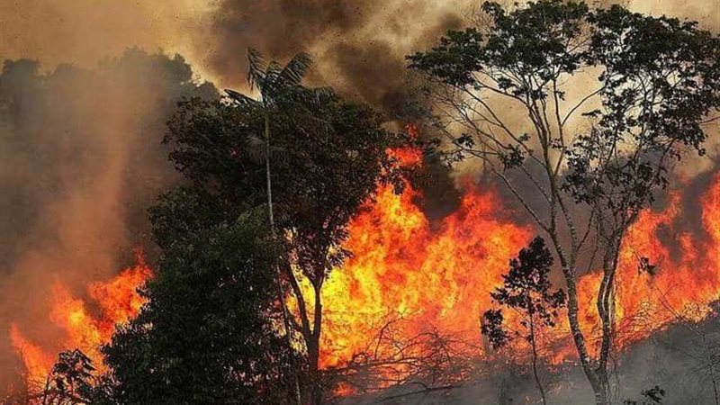 البرازيل: انخفاض