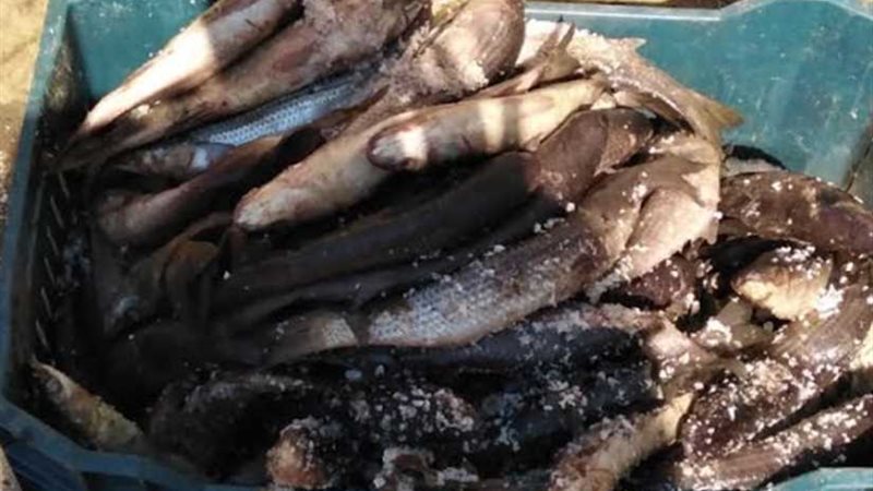 ضبط 20 طناً من الفسيخ