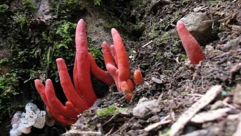 سموم النار المرجانية..