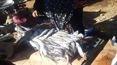 بالصور.. إعدام أكثر من طن أسماك فاسدة وغلق ٣ منشآت غذائية في الشرقية