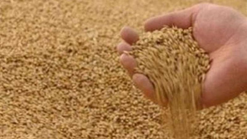 الحكومة تنفي استيراد