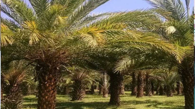 تخريج الدفعة الأولى