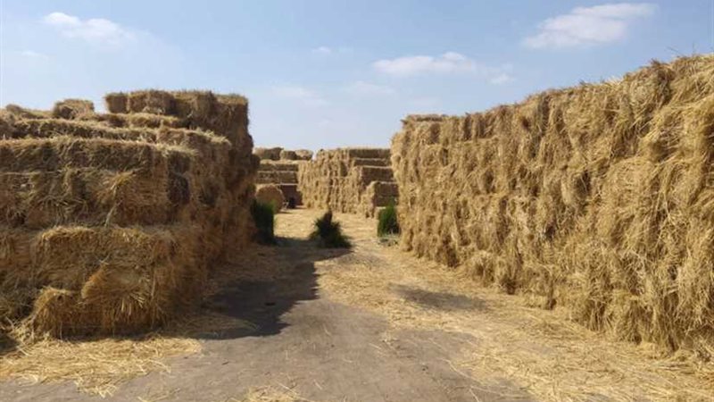 البترول: تأسيس أول