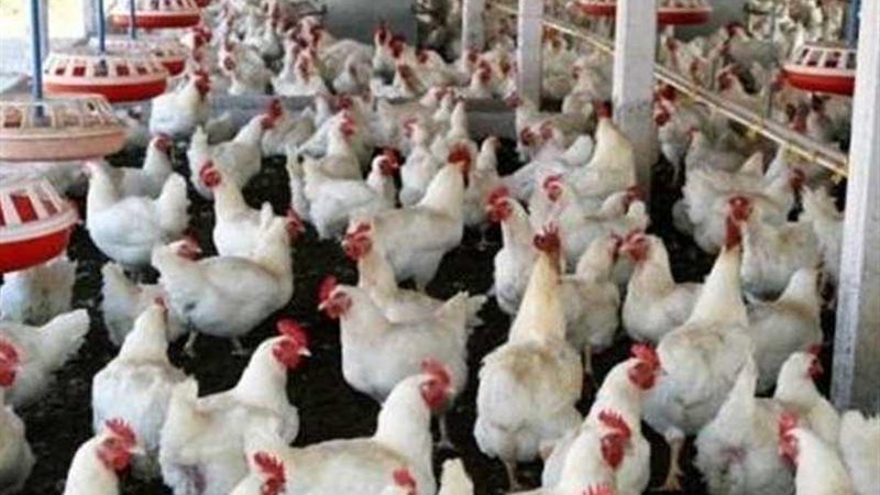 تطعيم 1.2 مليون طائر