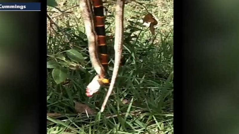 ثعبان يأكل آخر ودبور