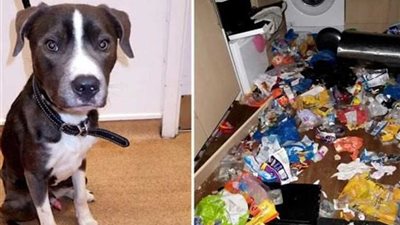 السجن 15 عامًا لامرأة تركت كلبًا يأكل قطتها من الجوع.. (صور)