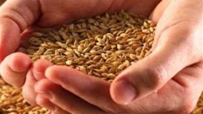 الزراعة: أسعار التقاوي لعدد من المحاصيل الشتوية بدون زيادة