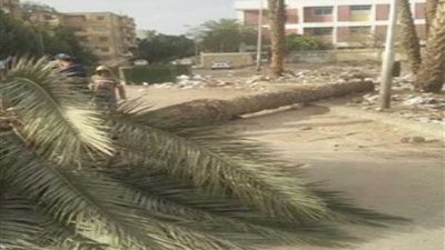 إصابة سيدتين سقطت عليها نخلة بسبب الرياح بالدقهلية