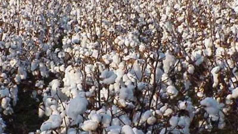 قطاع الأعمال تشتري