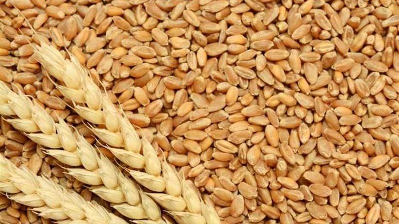 تعرف على شائعة استيراد