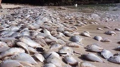 البحث عن سر النفوق الجماعي لملايين الأسماك