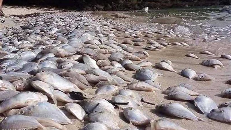 البحث عن سر النفوق