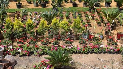 لأول مرة.. انطلاق معرض زهور الخريف 9 نوفمبر المقبل بحديقة المتحف الزراعي