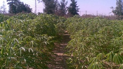 مضاعفة القيمة الإيجارية للأراضي التابعة لوزارة الري شائعات