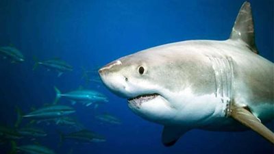 خبراء يوصون بإجراءات عاجلة لحماية أسماك القرش