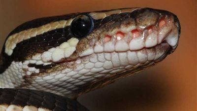 تحدّت مقولة 