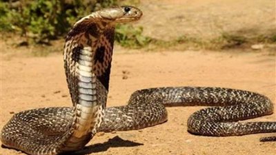 يحقن نفسه بسم الأفعى لمدة 30 عاما