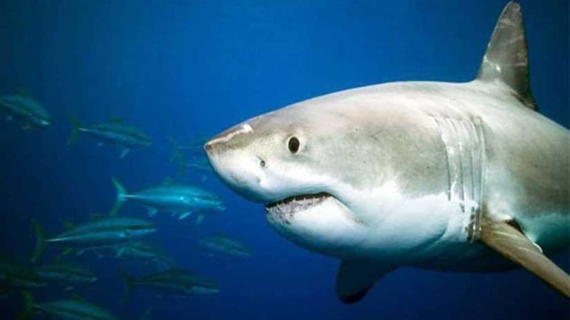 خبراء يوصون بإجراءات