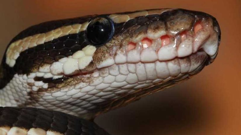 تحدّت مقولة لا تنم