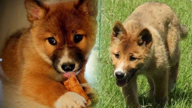 أسقطه نسر في حديقتها