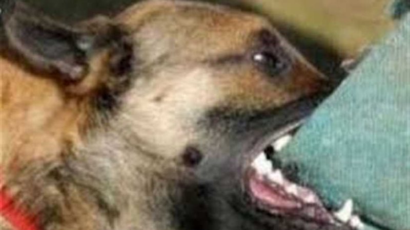 كلب مسعور يعقر 10