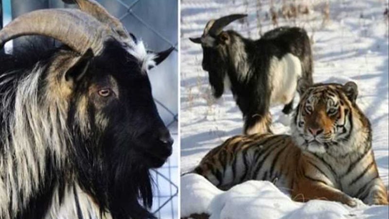 الصداقة المستحيلة..