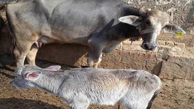 البحيرة من أعلى النسب