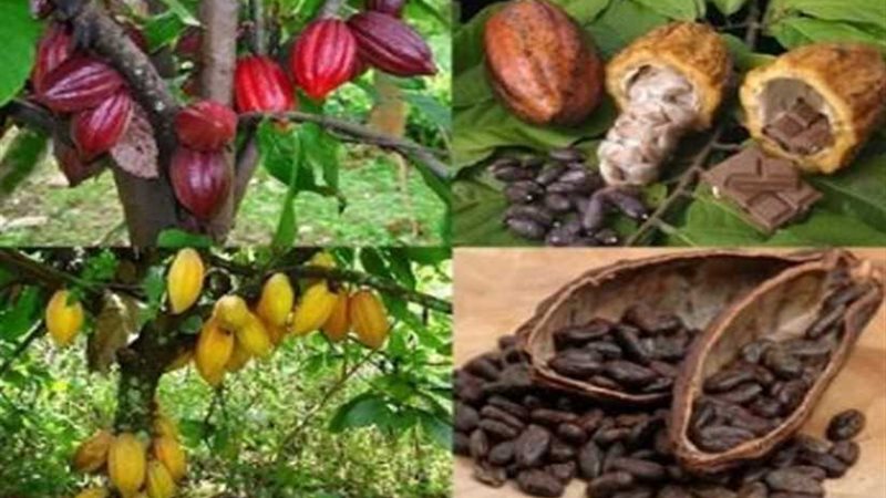 طعام الآلهة: يسعد