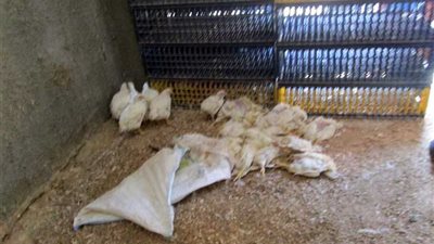 ضبط 1000 طائر غير صالح للاستهلاك الآدمي بالمنزلة