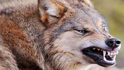 حرق ذئب هاجم قرية وشوه 5 ببني سويف