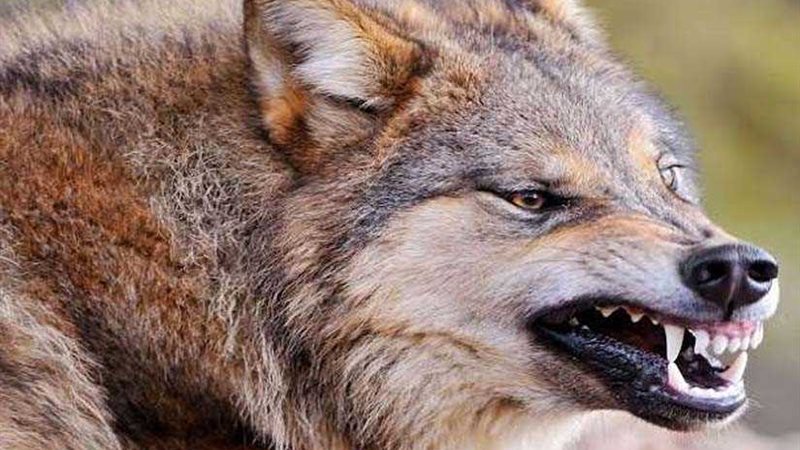 حرق ذئب هاجم قرية