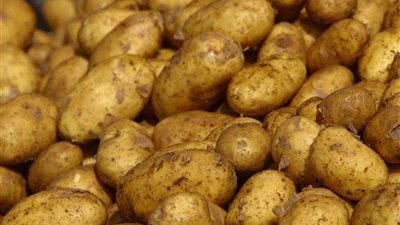 الحكومة تنفي رفض روسيا استيراد البطاطس المصرية