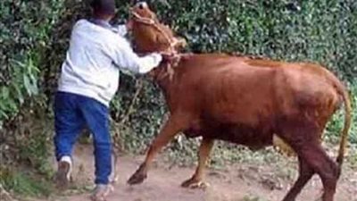 القبض على حرامية المواشي في قها