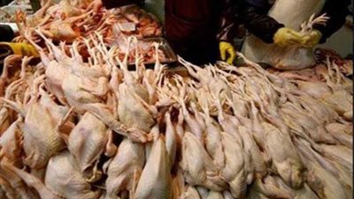 ضبط دجاج فاسد لتغذية المرضى بأحد مستشفيات المنوفية