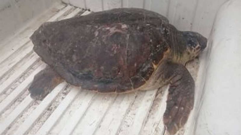 البيئة: إعادة 4 سلاحف