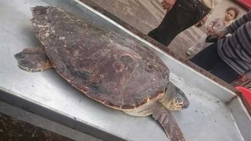 سلحفاة نادرة بمحل