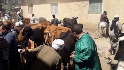 قافلة بيطرية لدعم صغار المربين بقرى 