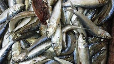 ضبط طن و525 كيلو أسماك مملحة فاسدة بدكرنس