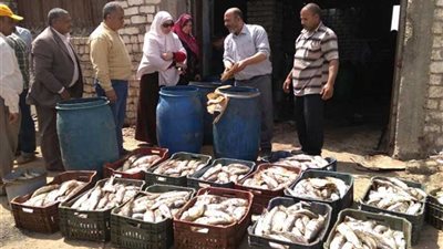 إعدام 2 طن أسماك فاسدة بحملة بالقليوبية