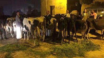 ضبط عصابة سرقة الماشية بأبو المطامير