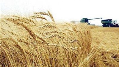 زراعة أسيوط تنهي استعداداتها لحصاد محصول القمح